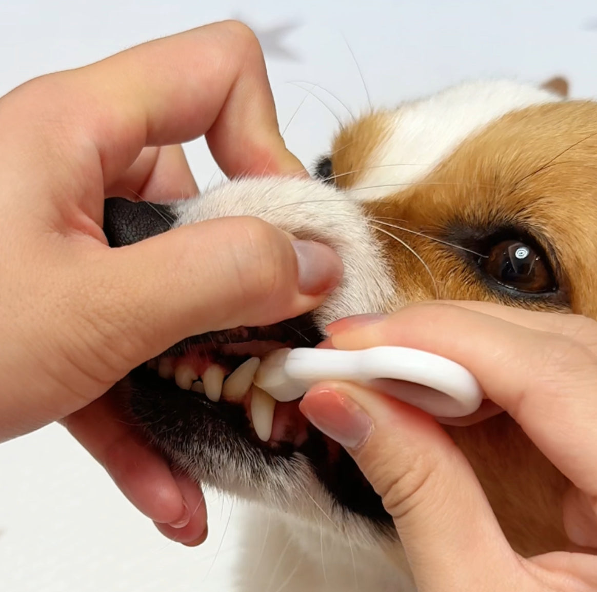 🐶  MCOIKY® Dog Toothbrush: Vet-quality clean in half the time  ❤️🐾